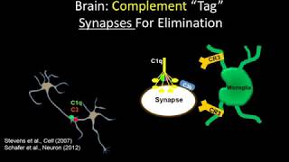 Deciphering neurodegeneration Inflammation immune response and Alzheimers [upl. by Atnima]