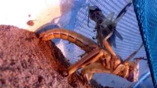 Locust shedding its skin [upl. by Comptom]