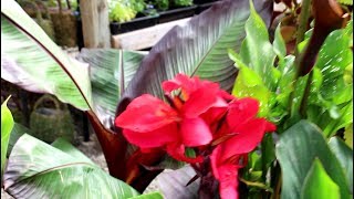 How to grow Cannas and BananasGarden Style nw [upl. by Fishbein273]