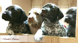 4 Week Old German Shorthair Pointer Puppy Litter Update With Lindas Pantry [upl. by Pebrook]