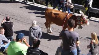 Rein in Taufers Almabtrieb 16102016 [upl. by Bocoj]