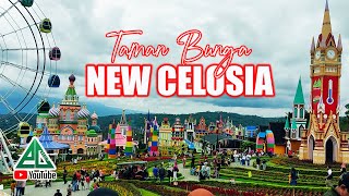 NEW CELOSIA  Taman Bunga Semarang [upl. by Ennovahc]