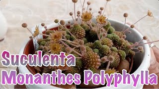 Suculenta Monanthes Polyphylla  dicas de cultivo [upl. by Pollerd]