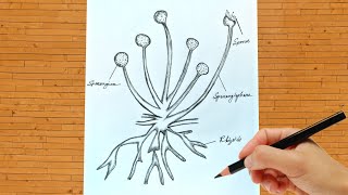 How To Draw Spore Formation In Rhizopus Diagram  Spore Formation In Rhizopus Class 10 [upl. by Greer192]