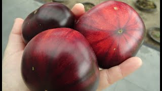 Tomaten pikieren Vorstellung der Tomatensorten 2021 mit Fotos [upl. by Enair464]