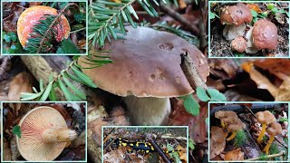 🍄BergwaldSteinpilze im Reich der Feuersalamander🤩 Teil 12  11102024 Reizker und Pfifferlinge [upl. by Naihtniroc869]