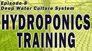 Hydroponics Training  Episode 8 Hydroponic Deep Water Culture System Hydroponic Farming Training [upl. by Brear548]