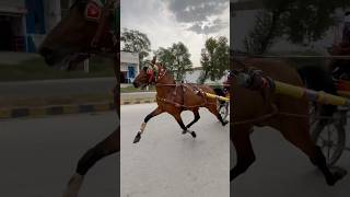 blackhorse horsetraining viralshort viralshorts [upl. by Eiramoj]