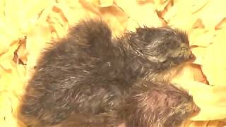 8My Coturnix Celadon Quail Hatch [upl. by Hedwiga]