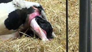 Fair Oaks Farm Indiana Cow having a calf Very cool [upl. by Liba]