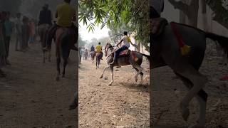 Horse riding 🎠🎠 ytshorts sonpurmela neetubisht trending comedy lakhneet wedding [upl. by Maurilia]