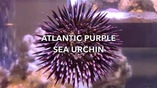 Sea Urchin Fun Facts [upl. by Airetnohs]