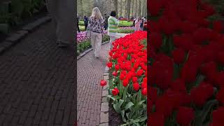 Парк цветов Keukenhof Holland 2023 [upl. by Dam625]