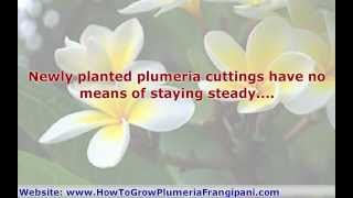 Staking Plumeria Cuttings And Plumeria Plants At Planting Time [upl. by Naivart472]