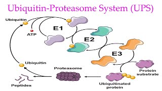 Ubiquitin Proteasome System Explained Ubiquitin Proteasome Pathway in eukaryotes [upl. by Meeharbi654]