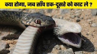 What Happens When a Snakes Worst Enemy is ITSELF  क्या होगा जब सांप खुद या दूसरे सांप को काट ले [upl. by Ynafets863]