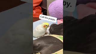 Parrot and dog parrot foryou funny birds pets dog [upl. by Sirtimed876]