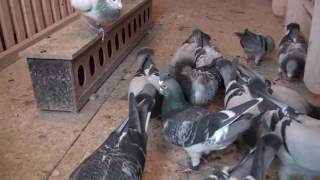 INTERVIEW WITH JOHN FARRELL IRISH HOMING PIGEON FANCIER [upl. by Herzen]