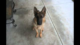 Time Lapse Puppy to Adult in 40 seconds Dunder photo a day Year 1 [upl. by Perrins910]