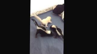 Cute baby skunks ❤️ Three weeks old [upl. by Nyltiac]