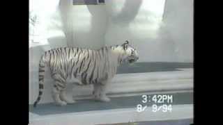 White Tiger at the Mirage  Las Vegas [upl. by Enelyak77]