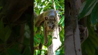 Meet the Fossa Madagascars Agile Predator [upl. by Notseh]