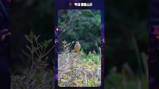 딱새 울음소리 Daurian redstart Sound birdsounds [upl. by Sokcin147]