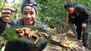 Searching for Beetle Larvae to Catch Big Fish [upl. by Donaugh]