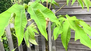 Tetrapanax Papyrifera Varieties Architectural Leaves  Tropical Garden UK [upl. by Esalb993]