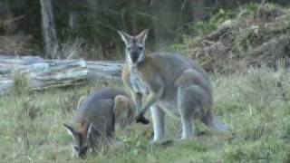 Australian Wildlife Wallabies courting [upl. by Eahsat]