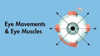 Cardinal Positions of Gaze  Eye Movements and Eye Muscles  Cranial Nerves  MEDZCOOL [upl. by Sadirah]