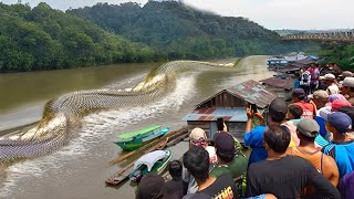 10 Animales Mas GRANDES y ENORMES Encontrados En el AMAZONAS 😩 [upl. by Annayd428]