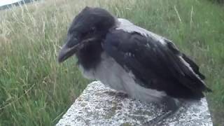 Fiatal dolmányos varjú Hooded crow Corvus cornix [upl. by Sucul]