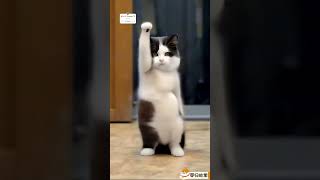 Funny animals video 🤣😂 CUTE animals dance video 😍 The Dramatic cats dogs dance 😂🤣😻🐶shortsfeed [upl. by Ibok]