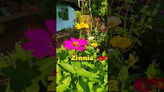 Zinnia flowering plant 🌼🌼 homegardens floweringplants malayalam explanation [upl. by Saihttam]