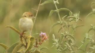 Cisticola ciniana  cisticola cascabel  Rattling cisticola [upl. by Gardia495]