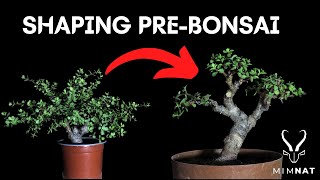 Pruning 11 of my Spekboom bonsai  The bonsai process EP5 [upl. by Atsilac]