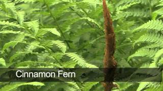 How To Grow Ferns [upl. by Xad]