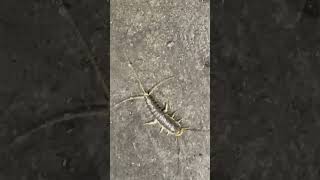 Silverfish but it is not a fish northcarolina insects charlotte bug silverfish [upl. by Kcirddes496]