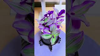 Beautiful garden flowers plants put in home so beautiful flower plants garden diy gardenplants [upl. by Reinert]