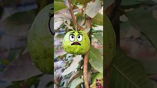 Guava has babies  Fruit Surgery Guava fruitsurgery  Caesarean Section shorts fruitsurgery [upl. by Iidnarb]