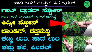 ಕಾಡು ಬಸಳೆ ಸಸ್ಯದಿಂದ ಕಿಡ್ನಿ ಕಲ್ಲು ಹೊರಗೆ  Kadu Basale Soppu uses in Kannada  ಆರೋಗ್ಯಕ್ಕೆ ಬಸಳೆ ಸೊಪ್ಪು [upl. by Ecyob]