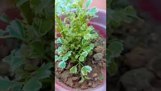 Aralia plant bestshorts youtubeshorts plants respectshorts [upl. by Llenrap12]