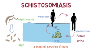 Schistosomiasis Bilharzia– an overview [upl. by Gnouhp796]