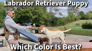 Labrador Retriever  Which Color Is Right For You [upl. by Ewald]