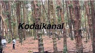 കോടൈക്കനാലിൽ കണ്ടിരിക്കേണ്ട places  Must visit at kodaikanalkodaikanalThamilnadu [upl. by Alon25]