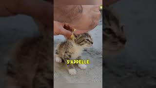 La Technique de Clipnose pour les Chats 😱 shorts chat [upl. by Pittman414]