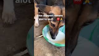 Dogs don’t deserve to suffer doglovers donate [upl. by Thor535]