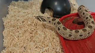 Zod doesnt have anybody to love A Western Hognose Snake Video [upl. by Atalayah464]