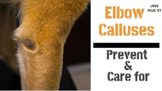 How To Care for and Prevent Elbow Calluses in Dogs [upl. by Ahsain305]